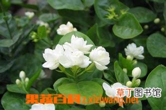 栀子花如何养殖 栀子花的养殖方法
