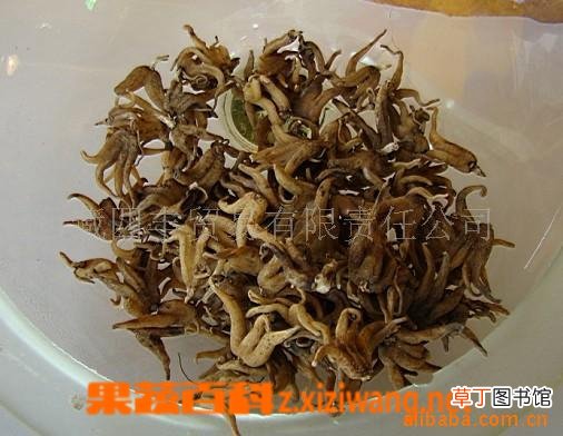 手掌参的功效与作用