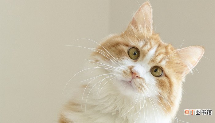 做梦梦见被猫抓伤是什么意思