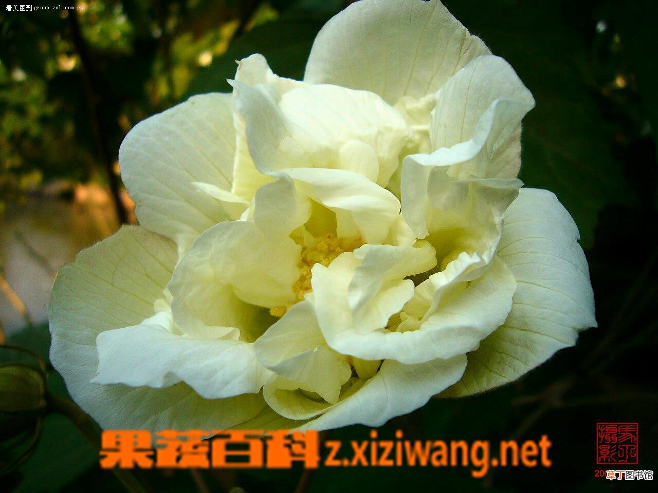 芙蓉花的作用