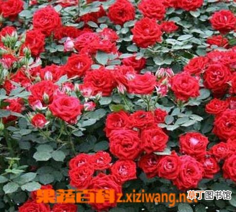 月季花如何养殖 月季花的养殖方法