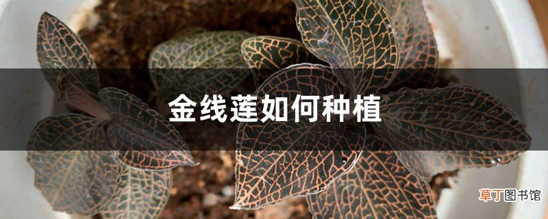 种植方法介绍 金线莲如何种植
