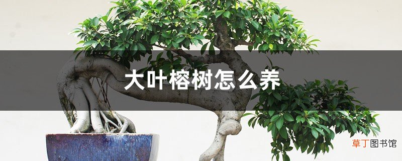 大叶榕树怎么养，大叶榕树图片