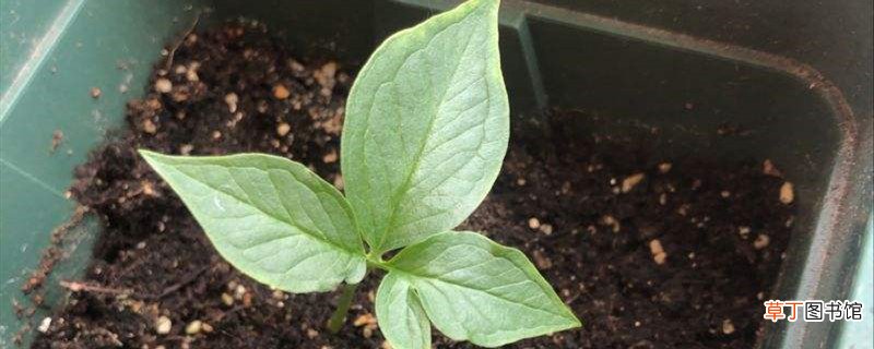 种植技术介绍 半夏怎么种