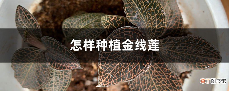 怎样种植金线莲，金线莲图片