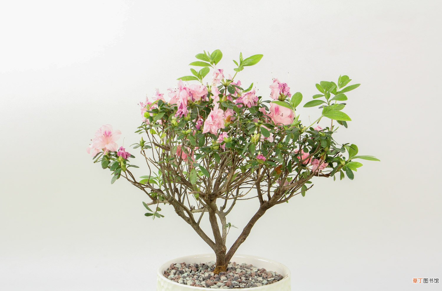家庭养法介绍 杜鹃花怎么养