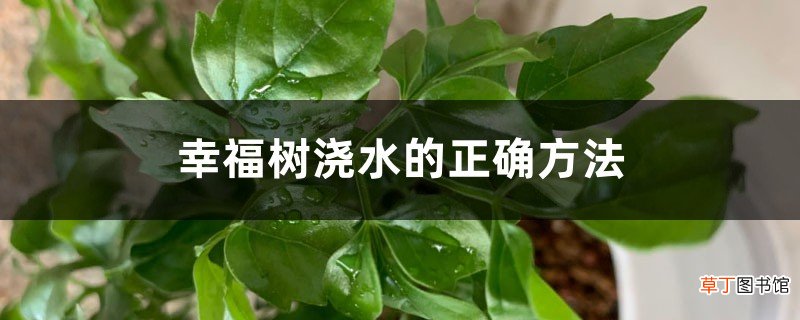 浇水频率详解 幸福树浇水的正确方法