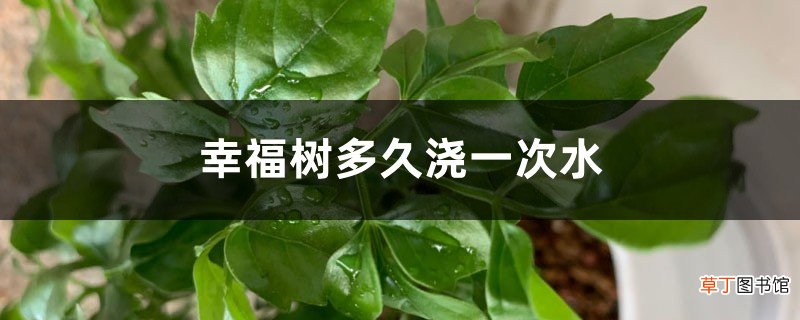 幸福树多久浇一次水，一个月浇一次水可以吗