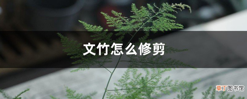 文竹怎么修剪，会开花吗