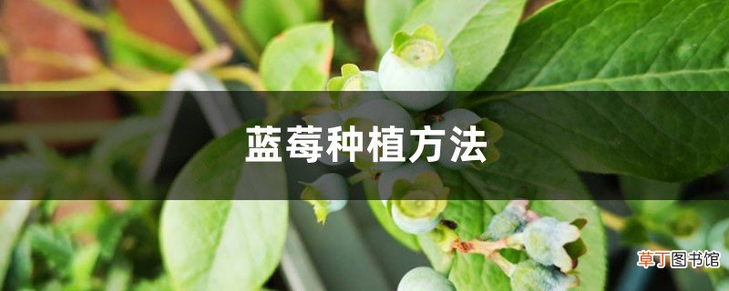 蓝莓种植方法，蓝莓图片