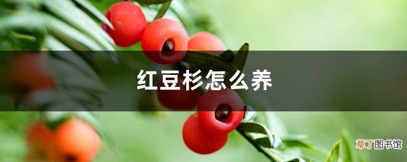 红豆杉怎么养，红豆杉树图片