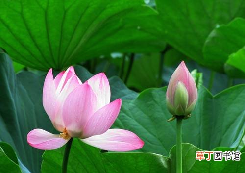 荷花的意义