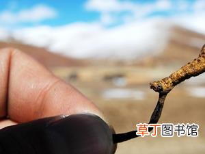 冬虫夏草功效多多 你知冬虫夏草怎么吃最好？