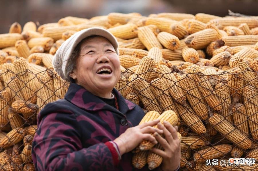 玉米须煮水几次 玉米须煮多久