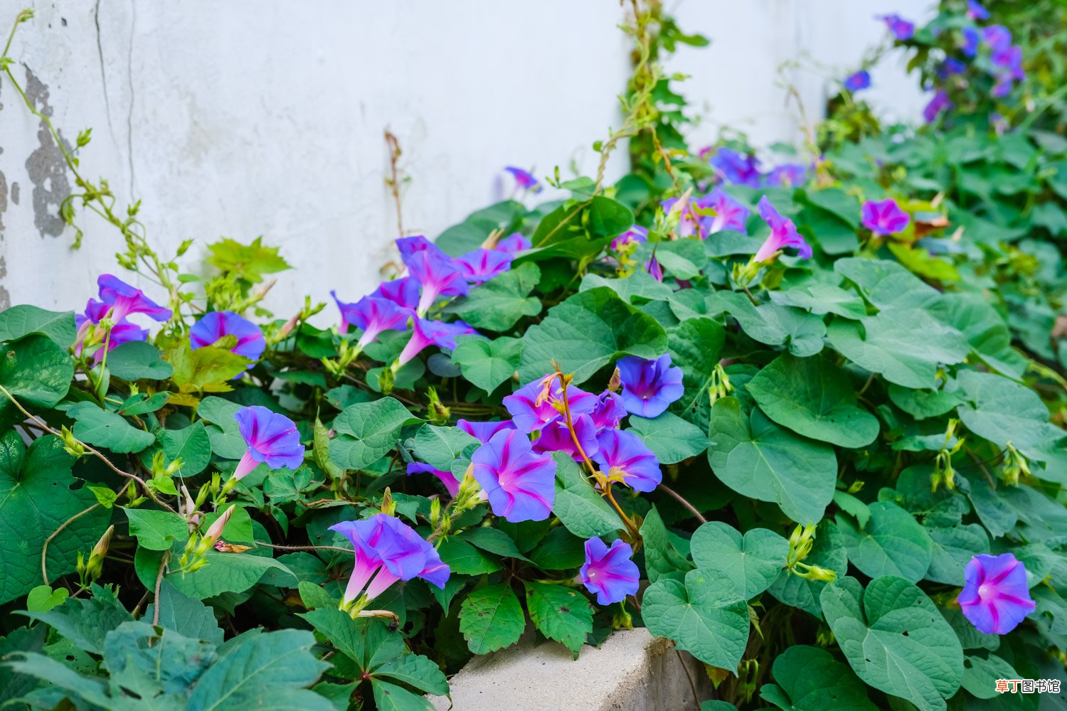 牵牛花怎么种，牵牛花种子价格