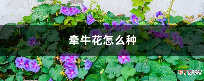 牵牛花怎么种，牵牛花种子价格