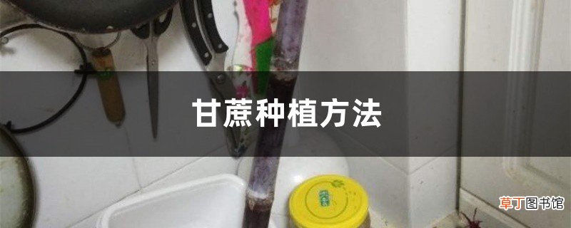 甘蔗种植方法，甘蔗图片