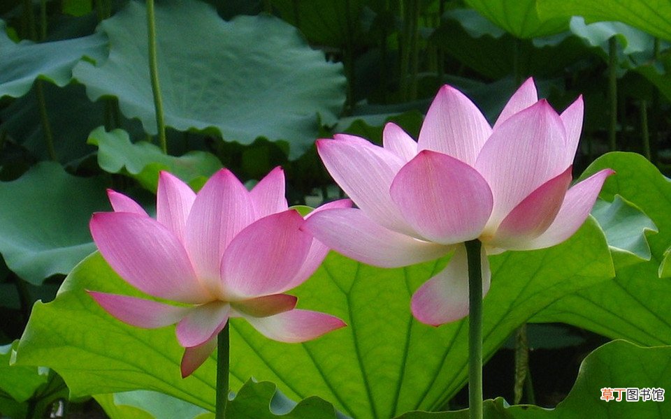 莲花的象征意义