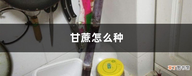 甘蔗怎么种，几月份种植