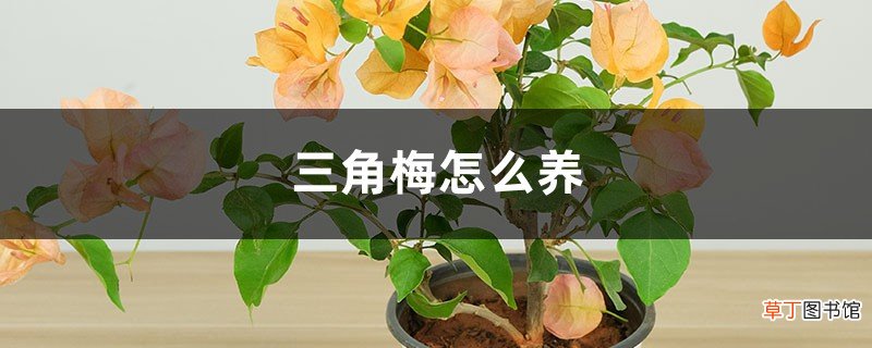 三角梅怎么养，家里养吉不吉利