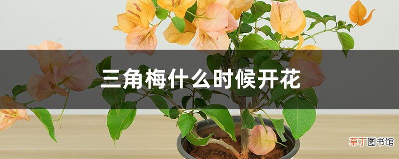 花期介绍 三角梅什么时候开花