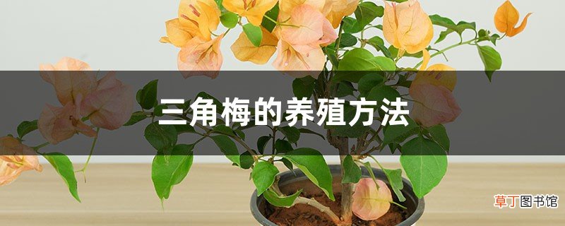 养殖方法介绍 三角梅好养吗，