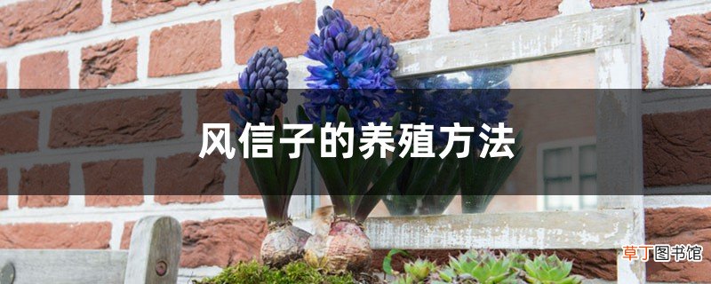 风信子的养殖方法，风信子花图片