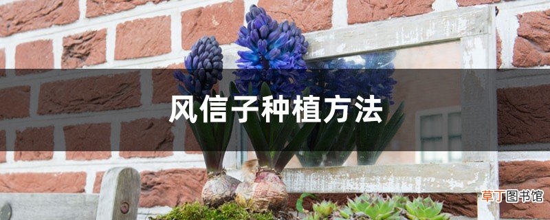 风信子种植方法，种子怎么种