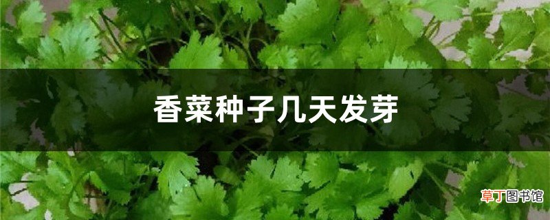 怎么种香菜，种子几天发芽