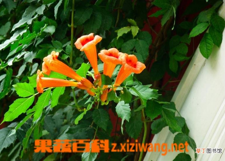 凌霄花的养殖方法 凌霄花的养殖技巧和注意事项