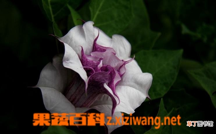 曼陀罗花怎么种 曼陀罗花养殖方法技巧