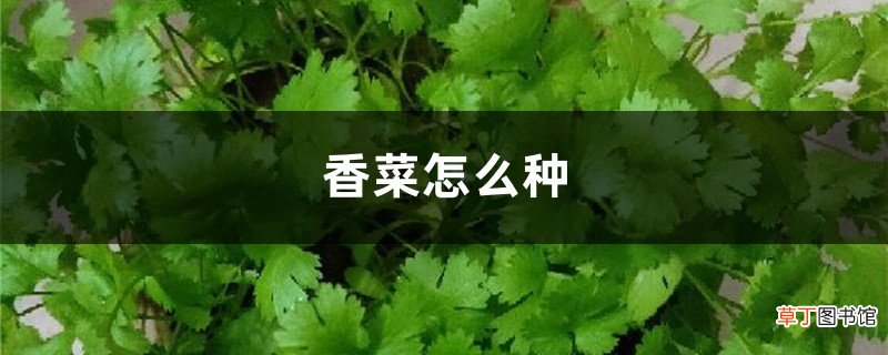 种植方法和时间 香菜怎么种