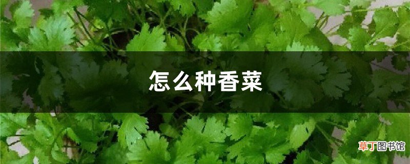 怎么种香菜，香菜图片