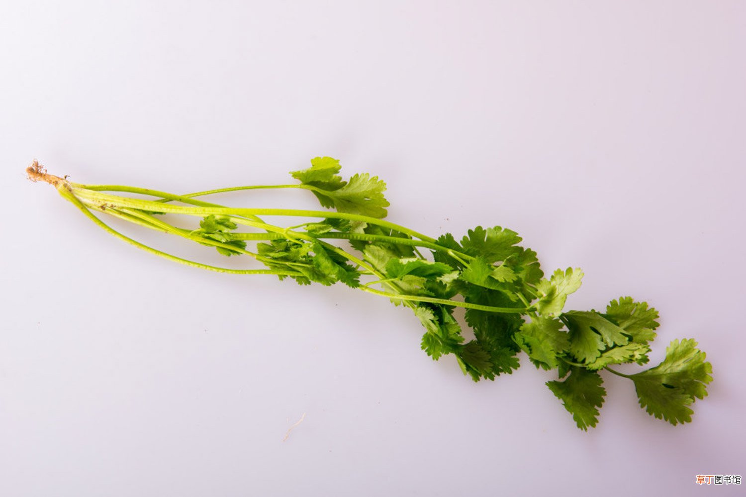 怎么种香菜，香菜图片