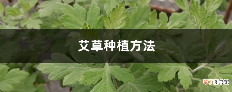 艾草种植方法，艾草的图片