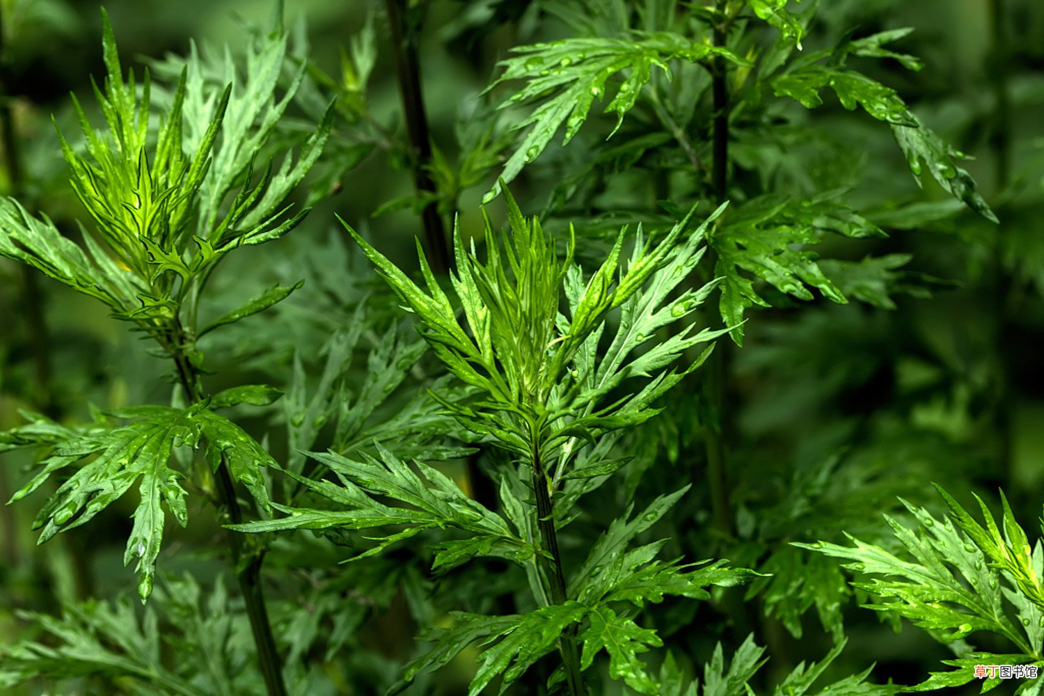 艾草种植方法，艾草的图片
