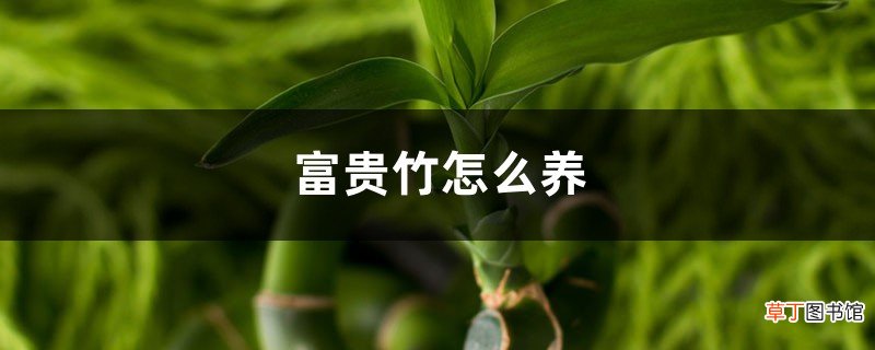 富贵竹好养吗，富贵竹怎么养