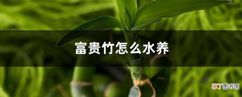 富贵竹怎么水养，富贵竹水养技巧
