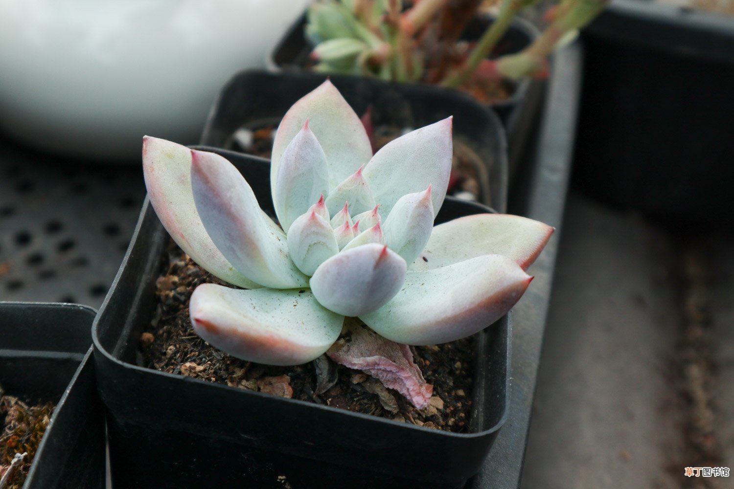 多肉种植方法,叶插方法