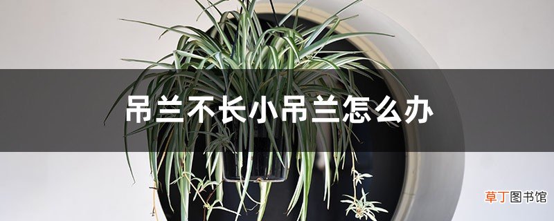 吊兰不长小吊兰怎么办，吊兰为什么不长小吊兰