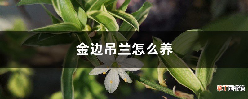 金边吊兰怎么养，金边吊兰图片