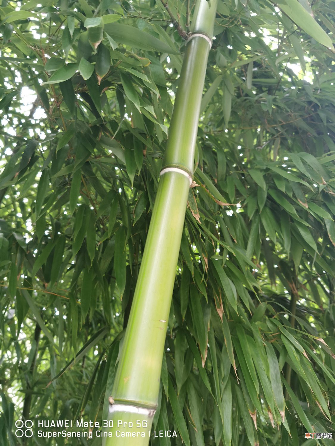 竹子怎么种，竹子图片