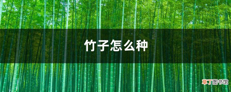竹子怎么种，竹子图片