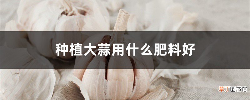 大蒜专用肥 种植大蒜用什么肥料好