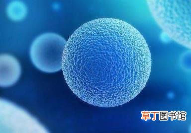 怀孕1个月孕囊有多大mm 怀孕多久看到孕囊