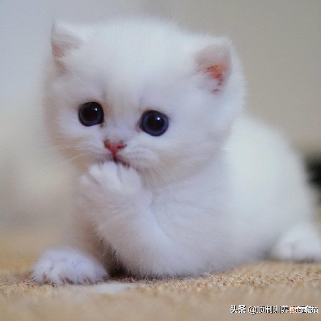 豆腐猫砂多久换一次比较好 多久换一次猫砂