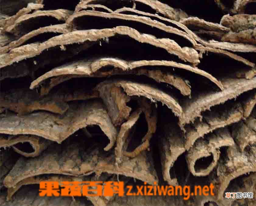 杜仲的作用与功效