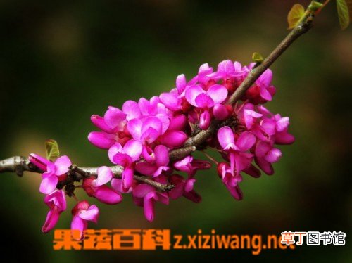 紫荆花如何养 紫荆花的养殖方法