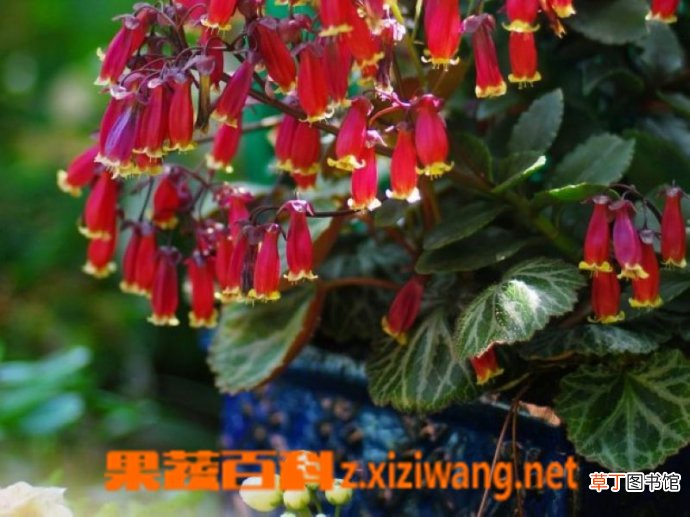 宫灯长寿花图片 宫灯长寿花的繁殖方法