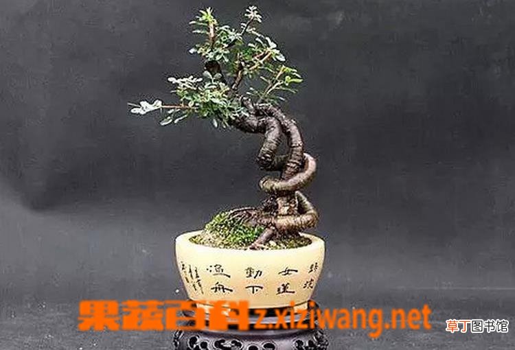 金雀盆景的制作与养护